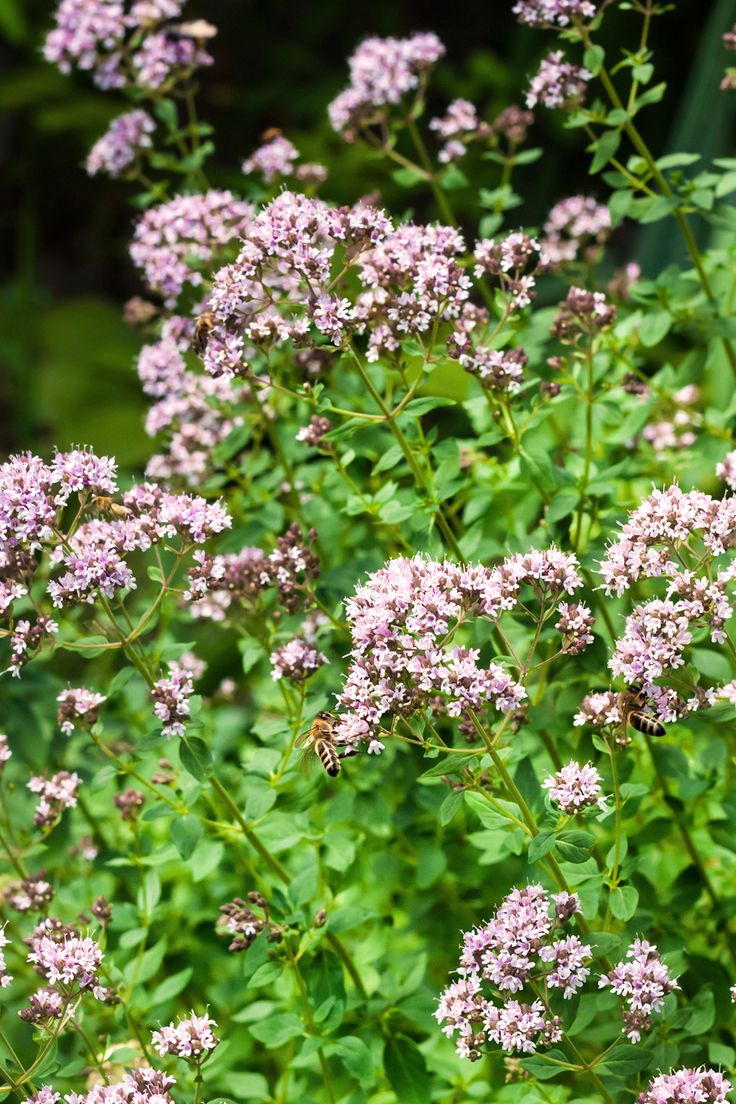 Origanum Vulgare