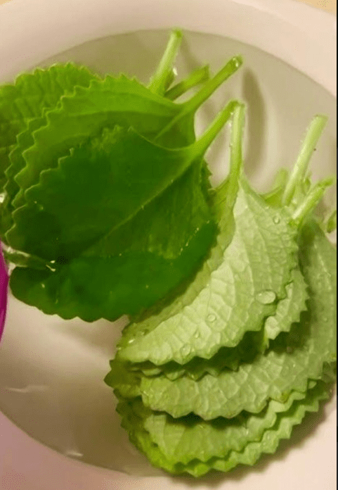 ust 1 Oregano Leaf Per Day