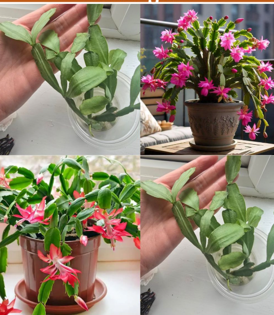 Christmas Cactus Refuses to Bloom