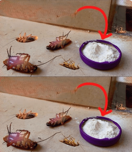 Put This in Your House for 1 Hour