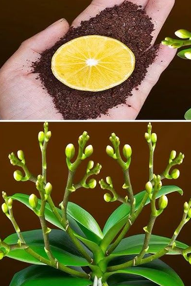 1 Lemon is All That's Needed to Revive an Orchid