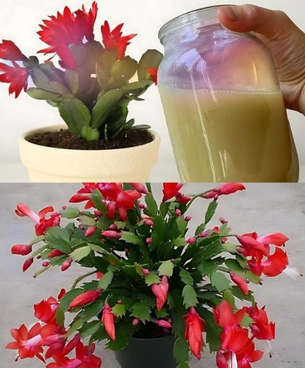 activate the flowering cycle