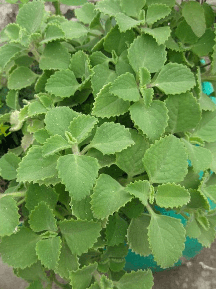 Oregano: Nature's Powerful Antibiotic