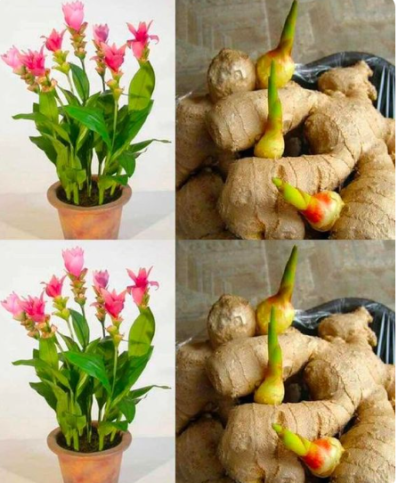 How to Grow Ginger in Your Kitchen