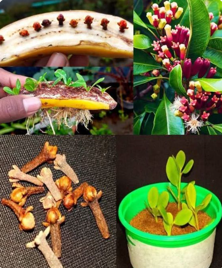 grow cloves