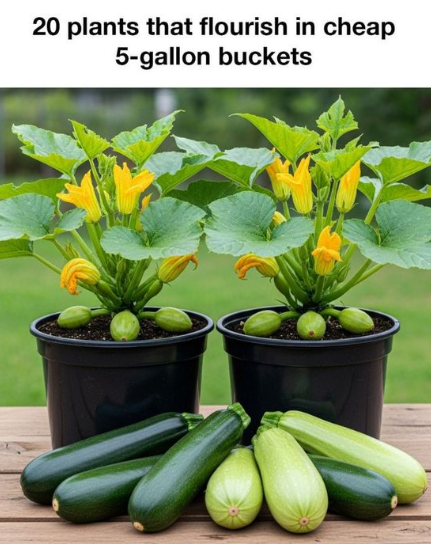 20 Plants That Flourish in Cheap 5-Gallon Buckets