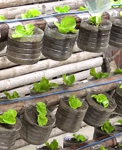 Grow Fresh Lettuce at Home