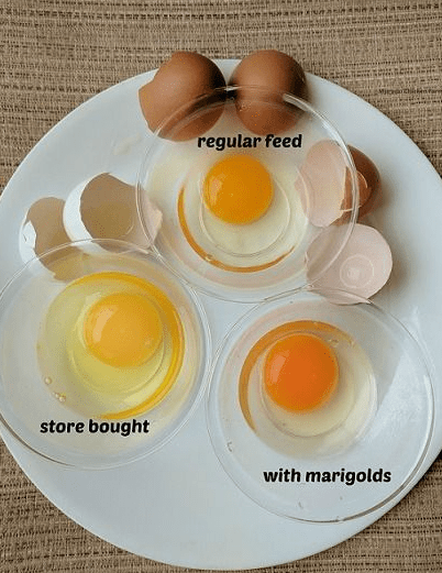 How to Identify Eggs from Healthy Chickens