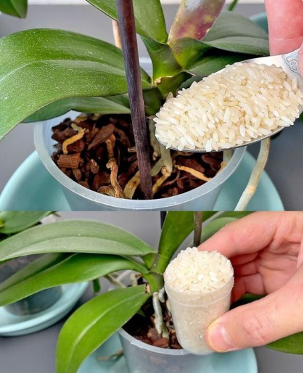 Fertilize the Orchid Like This
