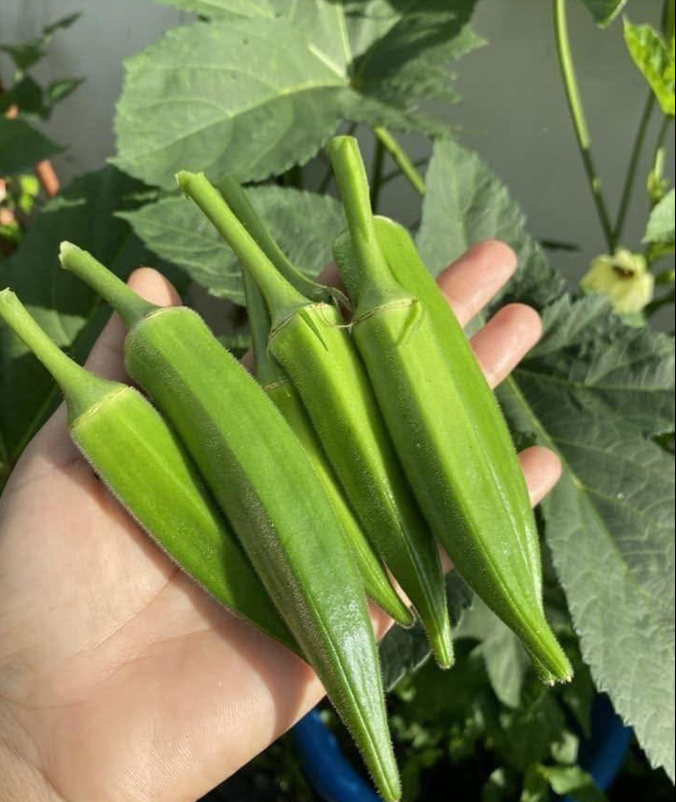 Doctors reveal that eating okra causes