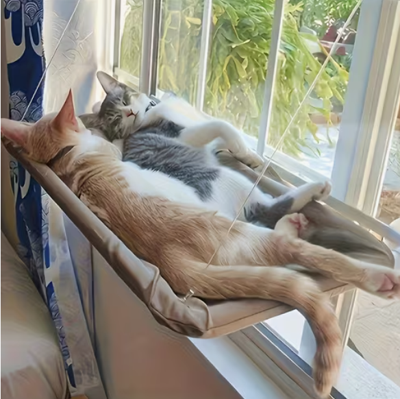 TWhy should you have a cat at home