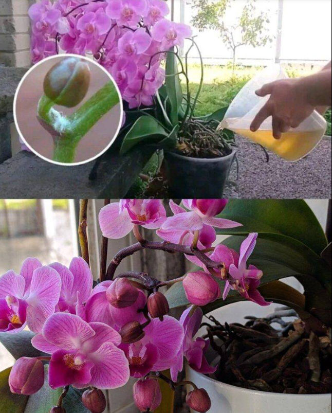 1 teaspoon directly into the pot and the orchid blooms almost continuously